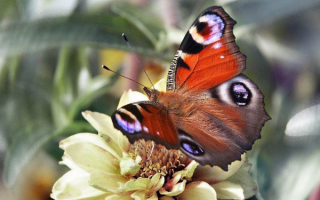 Бабочка  Павлиний  глаз