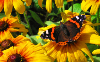 Бабочка адмирал