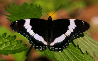 Бабочка белый адмирал