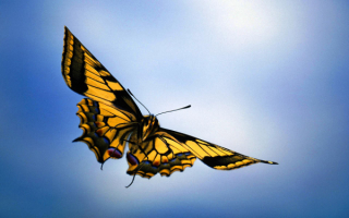 Бабочка в полете