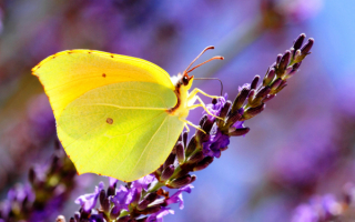 Бабочка клеопатра