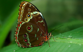 Бабочка крапивница