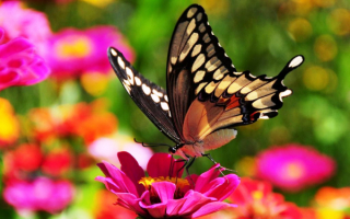 Бабочка махаон на цветке