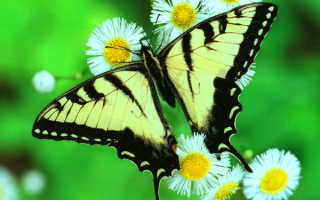 Бабочка махаон села на цветы