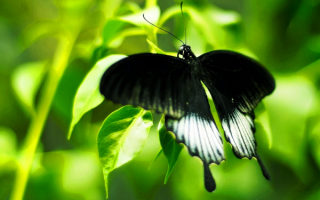 Бабочка махаон черная