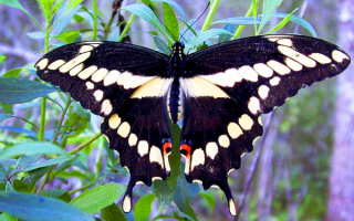 Бабочка махаон