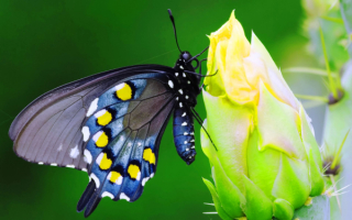 Бабочка на цветке кактуса