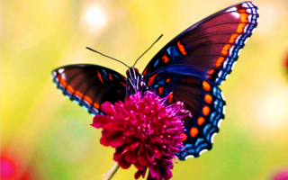 Бабочка с многцветным окрасом
