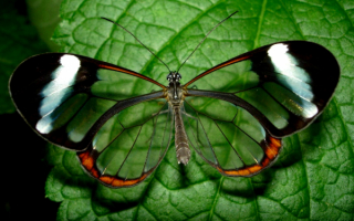 Бабочка с прозрачными крыльями