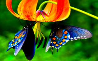 Бабочки махаоны
