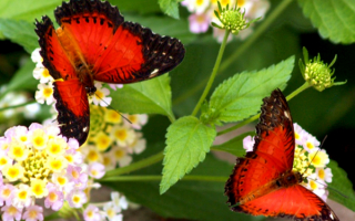 Бабочки на белых цветах