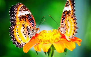 Две бабочки на цветке