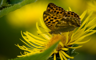 Желтая бабочка на желтом цветке