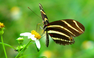 Полосатая бабочка