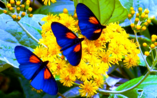 Синие бабочки на желтых цветах