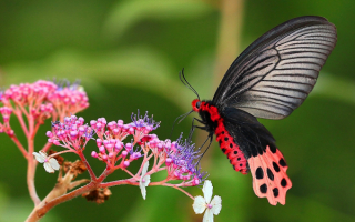 Трехцветная бабочка