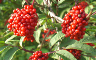 Бузина красная