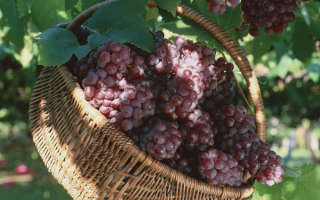 Виноград
