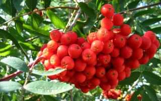 Гроздь рябины