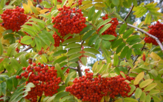 Гроздья рябины