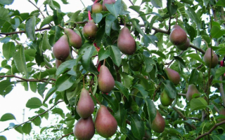 Груши на дереве