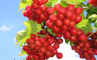 Ягода калина