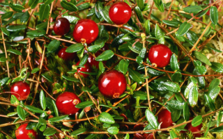 Ягода клюква