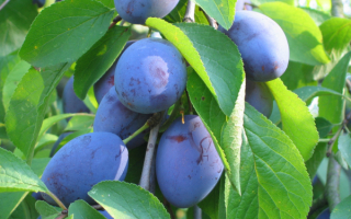 Сливы на ветке