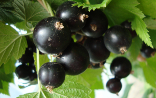 Черная смородина