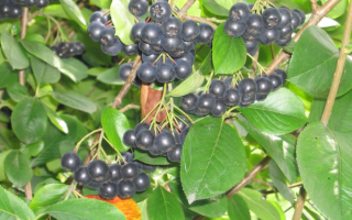 Черноплодная рябина