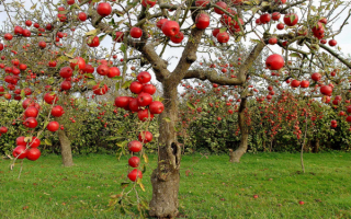 Яблоки на дереве