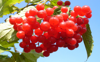Гроздь калины