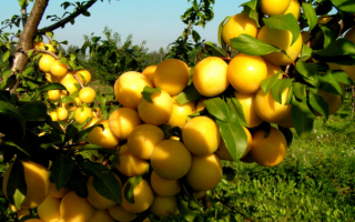 Алыча на ветке