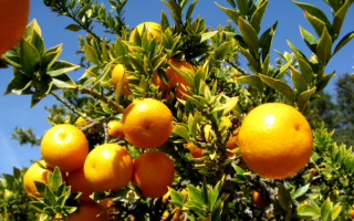 Апельсины на дереве