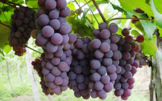Крупный виноград