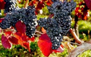 Осенний виноград