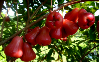 Яванские яблоки