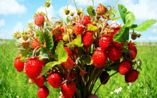 Ягода клубника