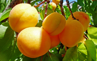 Абрикосы на ветке