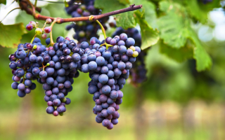 Виноград на лозе