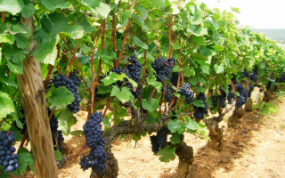 Виноградник