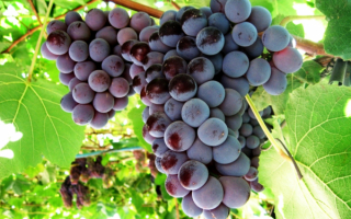 Виноград каберне совиньон