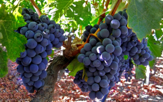 Виноград Кардинал