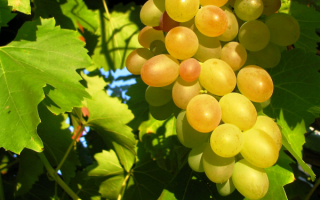 Сладкий крупный виноград