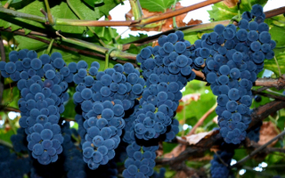 Спелые гроздья винограда