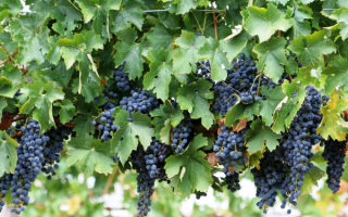 Гроздья винного винограда