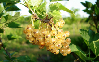 Смородина белая