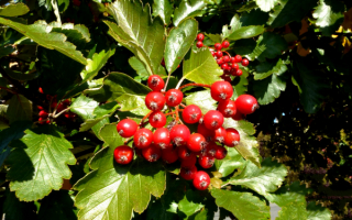 Ягоды боярышника