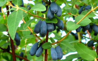 Жимолость съедобная