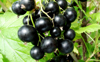 Смородина черная